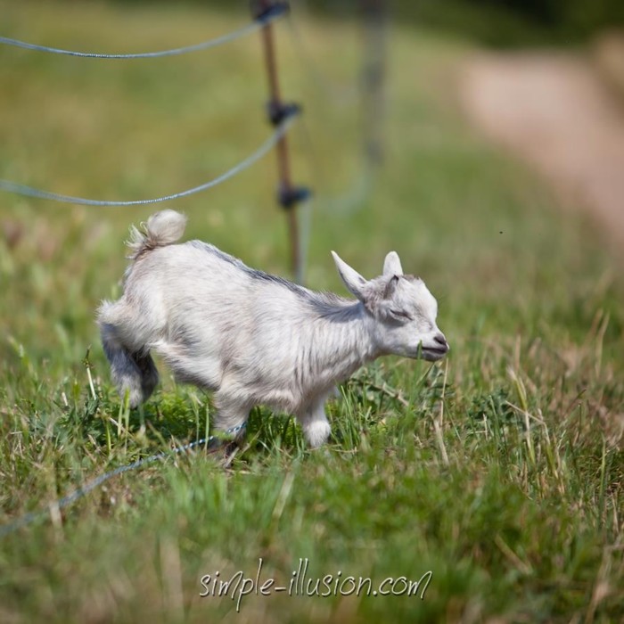 cloture pour chevre